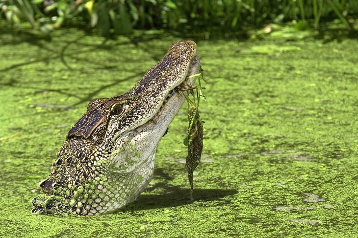American alligator at Brazos Bend State Park