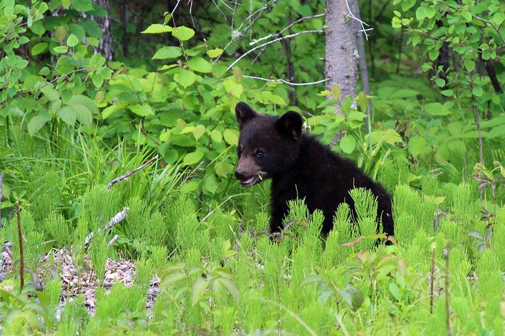 Bear cub in Whiteshell Provincial Park