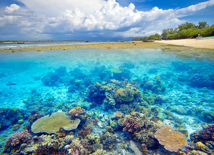 Beautiful coral reef on Gili Trawangan