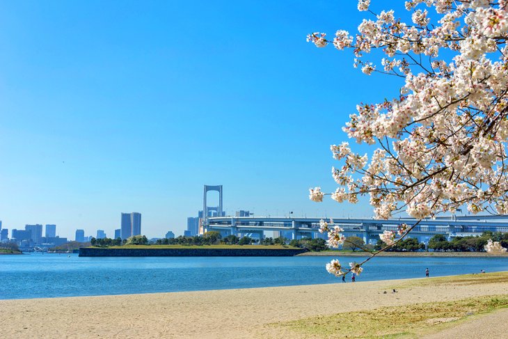Cherry blossoms along Odaiba Beach