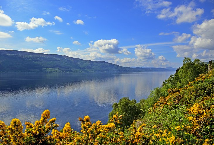 Yellow Gorse flowers blooming along Loch Ness