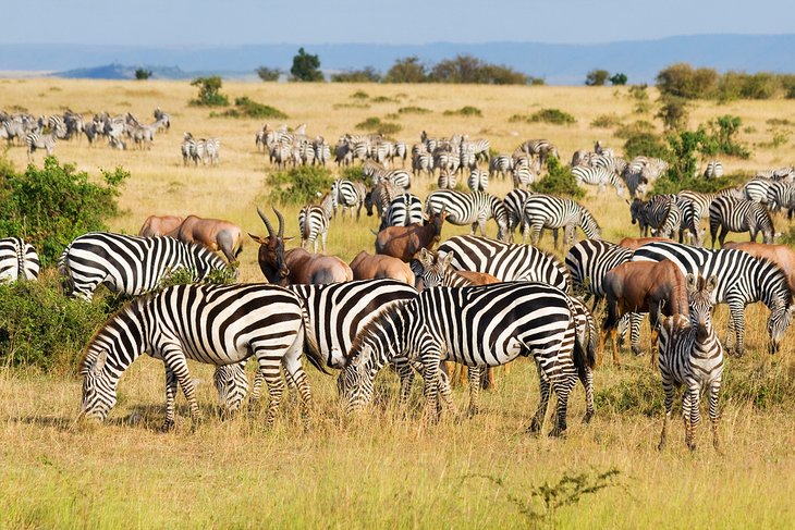 The Great Migration in the Maasai Mara National Reserve