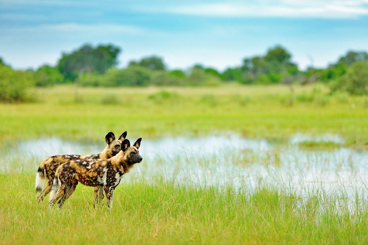Wild dogs in Moremi Game Reserve