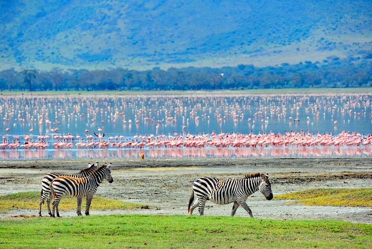 Zebra and flamingos in the Ngorongoro Crater