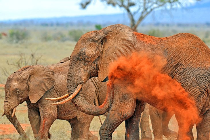 Elephants in Tsavo East