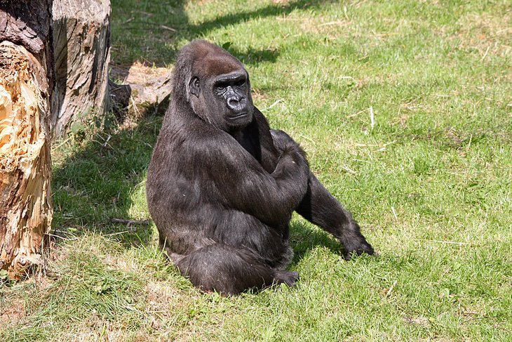 Gorilla at the Jersey Zoo