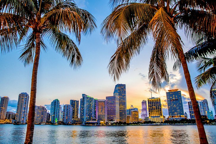 Palm trees and the Miami skyline