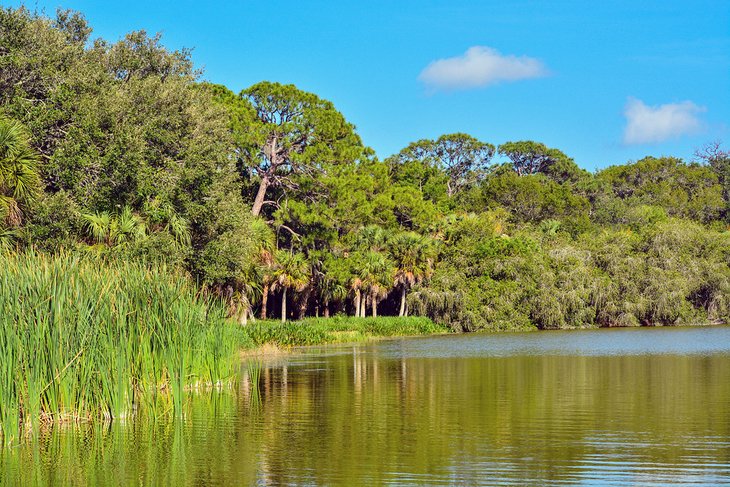 The lush shoreline at Lake Seminole Park