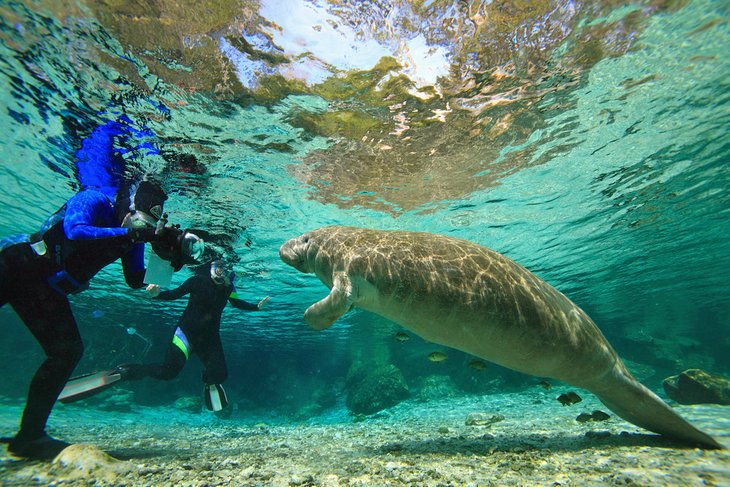 Snorkelers photographing a manatee in Three Sisters Springs