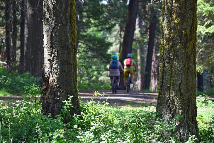 Cyclists enjoying a ride through Ponderosa State Park