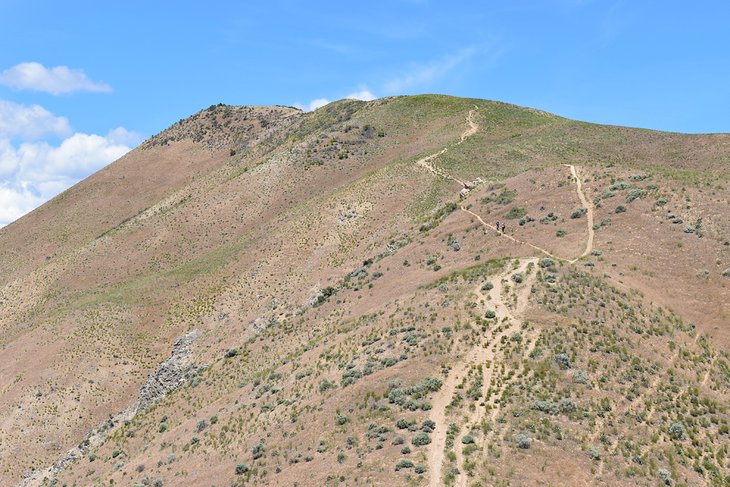 Cervidae Peak Trail