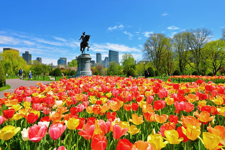 Tulips blooming in Boston's Public Garden