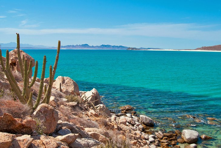 Cactus on Espiritu Santo