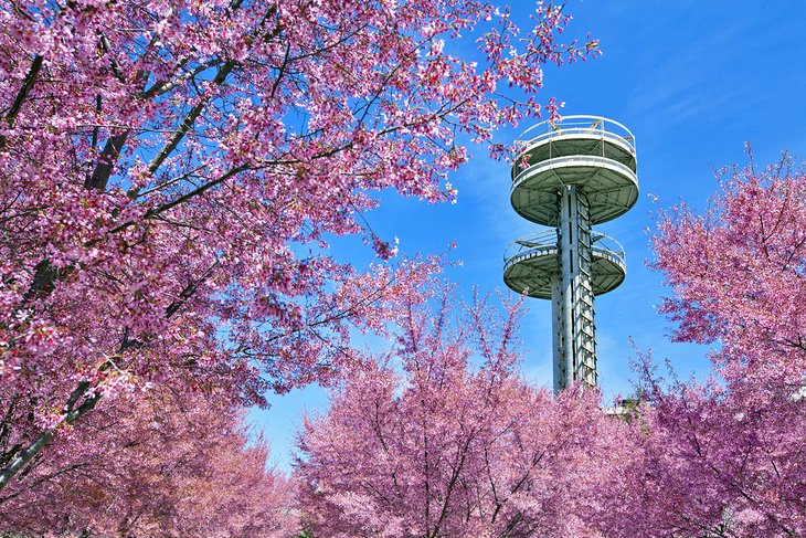 Towers of New York State Pavilion amid cherry blossoms in Flushing Meadows - Corona Park