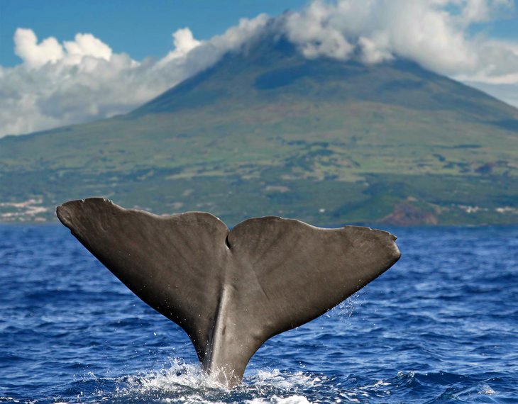 Sperm whale tail in front of Pico volcano, Azores Islands