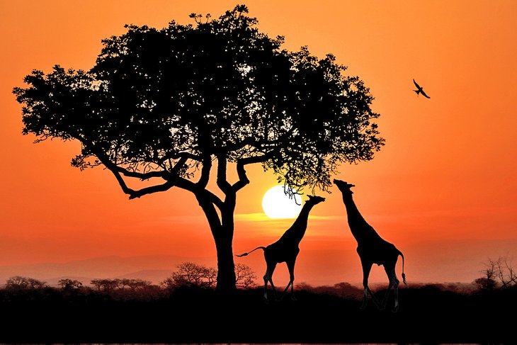 Giraffes in Kruger National Park at sunset
