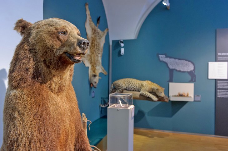 Exhibit at the Natural History Museum in Graz