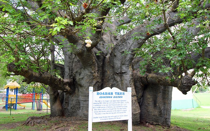 Baobab tree in Queen's Park