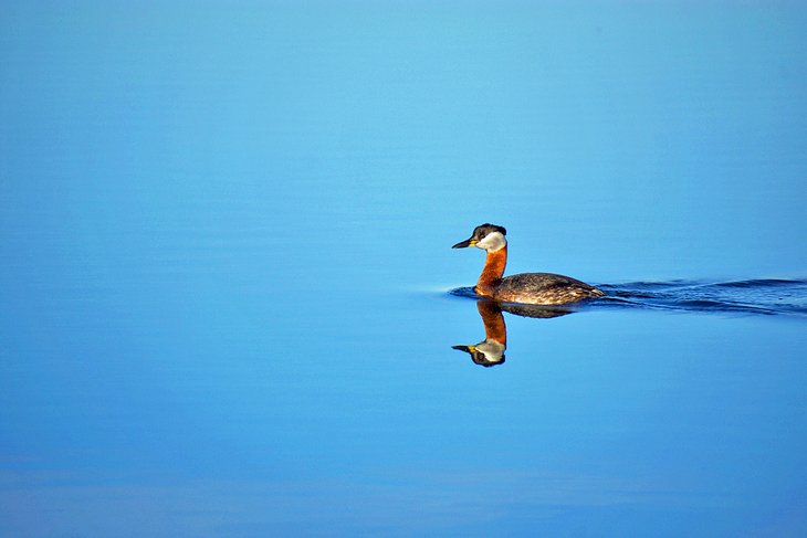 Red-neck Grebe on Great Slave Lake
