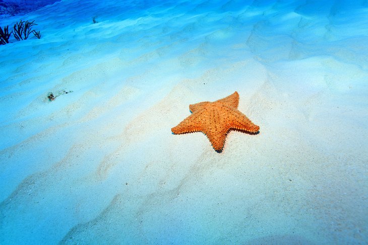 Starfish off Playa El Cielo