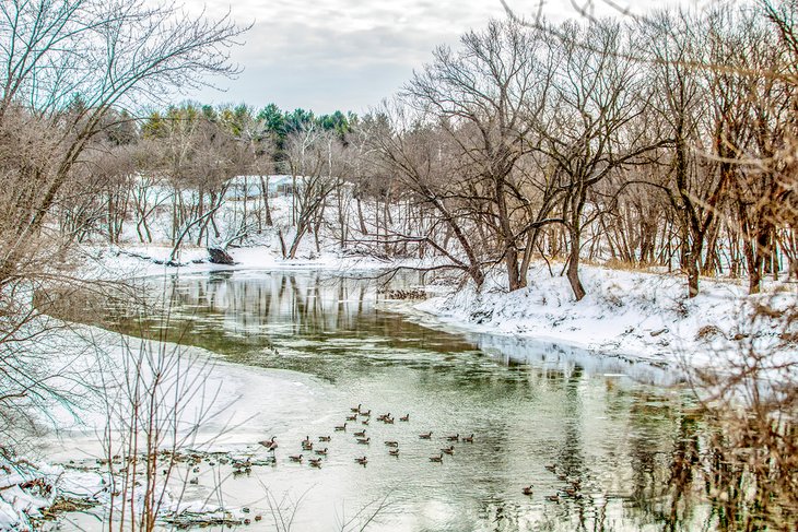 A winter's day on the Cedar River in Waverly