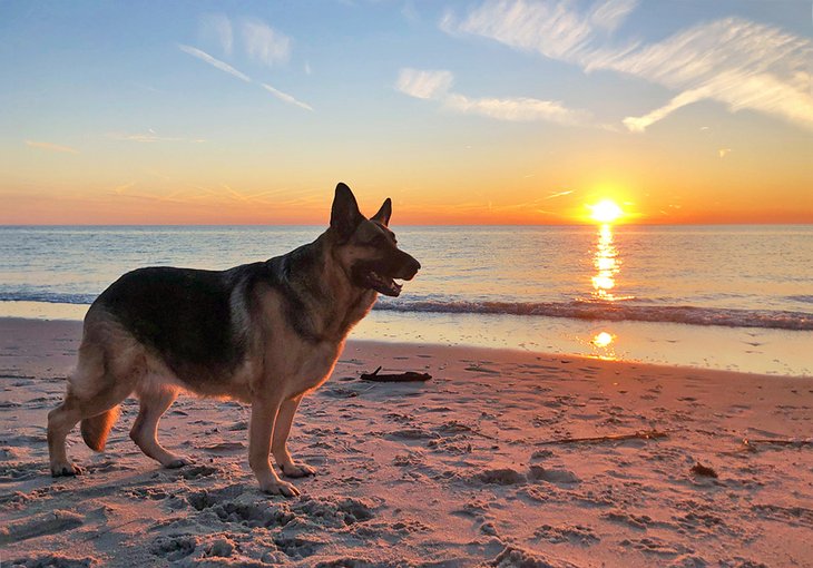 German Shepherd on the beach at sunset in New Jersey