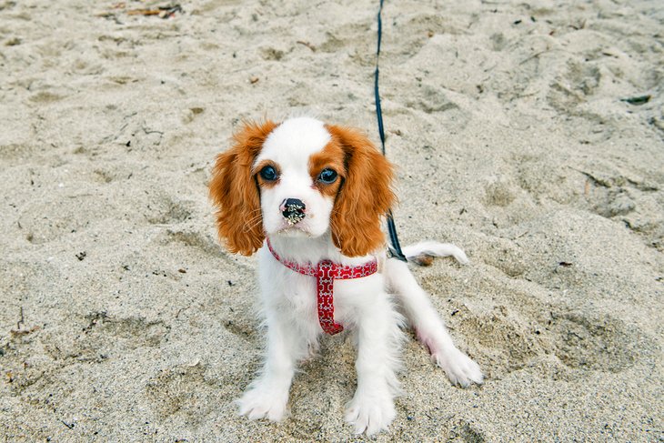 Puppy on Bark Beach