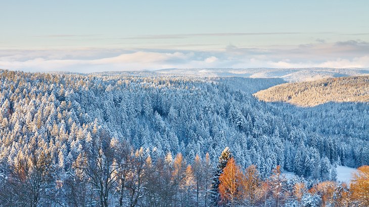 Snow-covered trees in the Black Forest near Baden-Baden