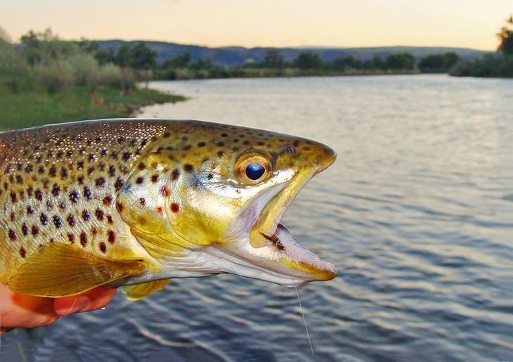 Brown trout caught while fly fishing the Bighorn River