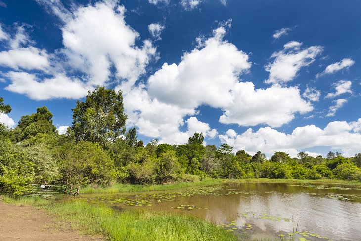 Lily Lake in Karura Forest Reserve