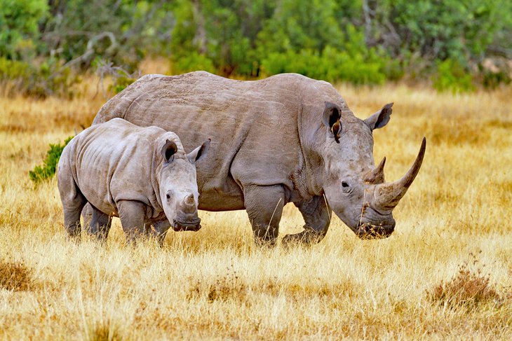 Rhino's at the Old Pejeta Conservancy