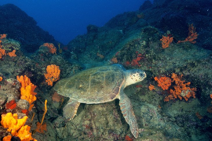 Loggerhead turtles at a dive site near Marmaris