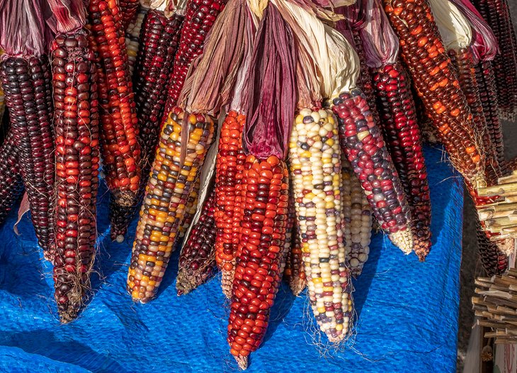 Colorful ears of corn at the farmers market