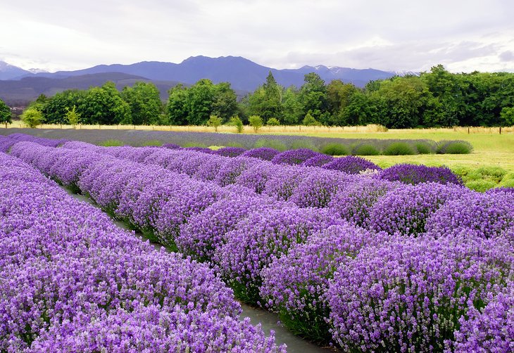 Lavender farm in Sequim