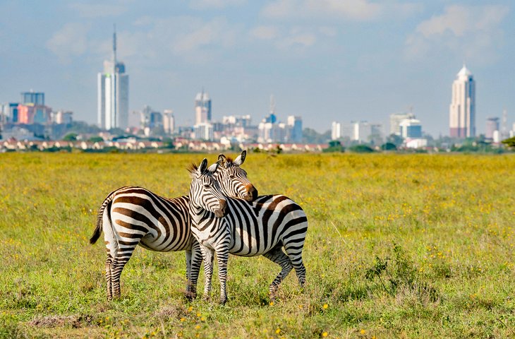 Zebras in Nairobi National Park with the Nairobi skyline in the distance