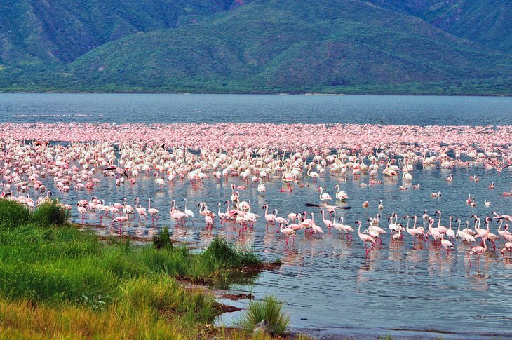 Flamingos on Lake Bogoria