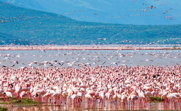 Thousands of flamingos on Lake Nakuru
