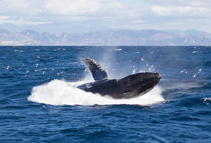 Whale breaching near Channel Islands National Park