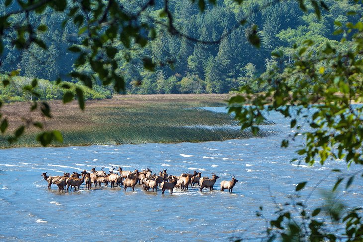 Elk in Stone Lagoon at Humboldt Lagoons State Park