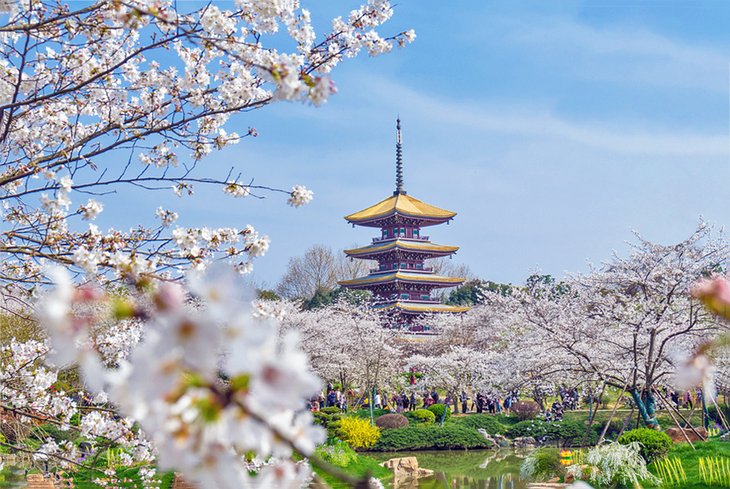 Cherry blossoms blooming at East Lake in Wuhan