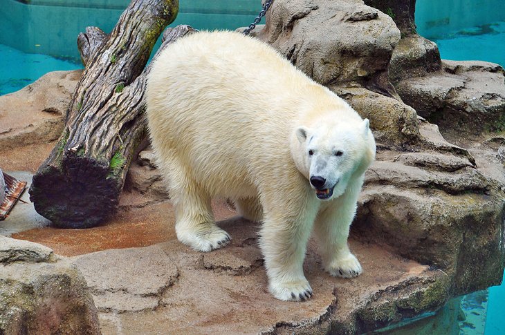 Polar Bear at the Lincoln Park Zoo