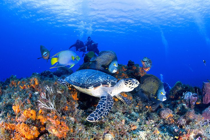 Turtle and angelfish in Cozumel