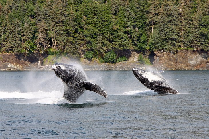 Humpback whales breaching off Juneau