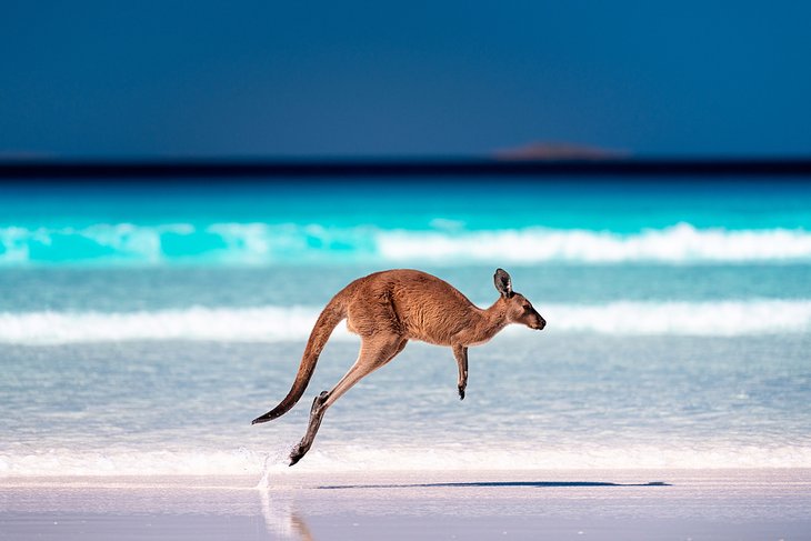 Kangaroo at Lucky Bay, Cape Le Grand National Park, Esperance, Western Australia