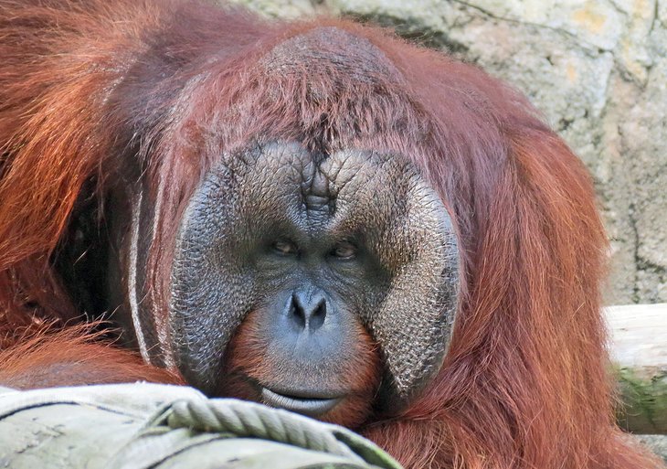 Orangutan at the Jackson Zoological Park