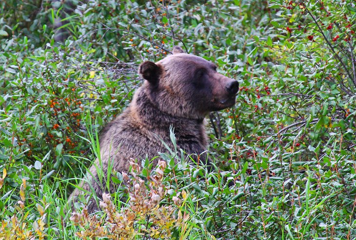 Grizzly bear in Peter Lougheed Provincial Park