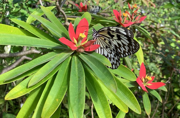 Butterflies of all shapes and sizes fly through the aviaries