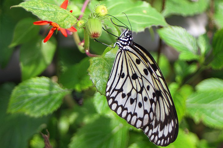 Butterflies of all shapes and sizes fly through the aviaries