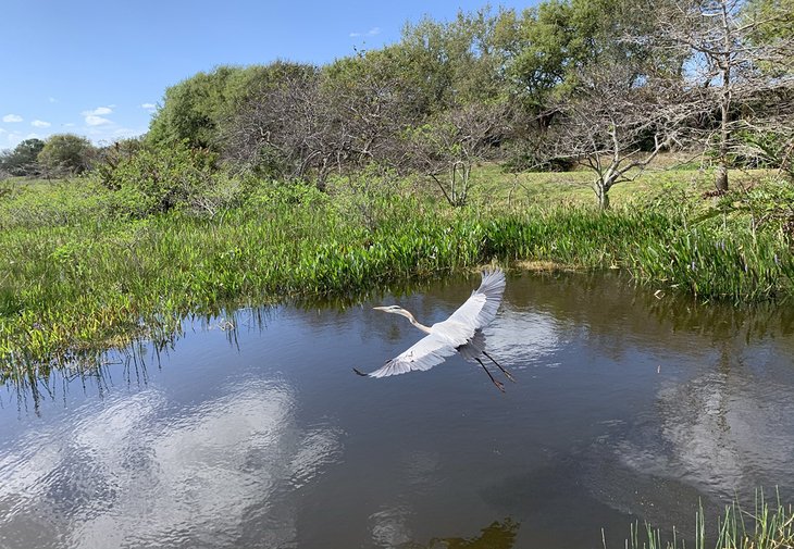 A heron takes flight at the Wakodahatchee Wetlands