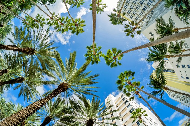 Palm trees and high-rise buildings in Miami